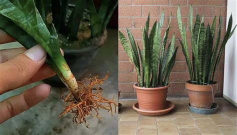 Cómo Propagar Sansevieria Dos Formas Prácticas Y Rápidas Mis