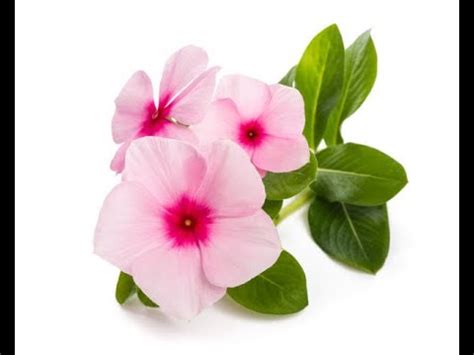 Vinca Rosea Bright Eyes Pink Periwinkle Flowers Periwinkle Nature