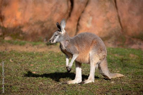 Red kangaroo (Macropus rufus) is the largest of all kangaroos, the largest terrestrial mammal ...