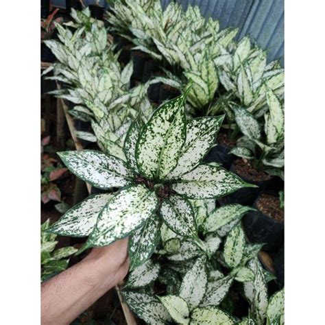 Jual Aglonema Snow White Tanaman Hias Aglaonema Super White