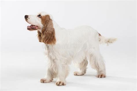 Dog Wagging Its Tail Stock Photos Free And Royalty Free Stock Photos