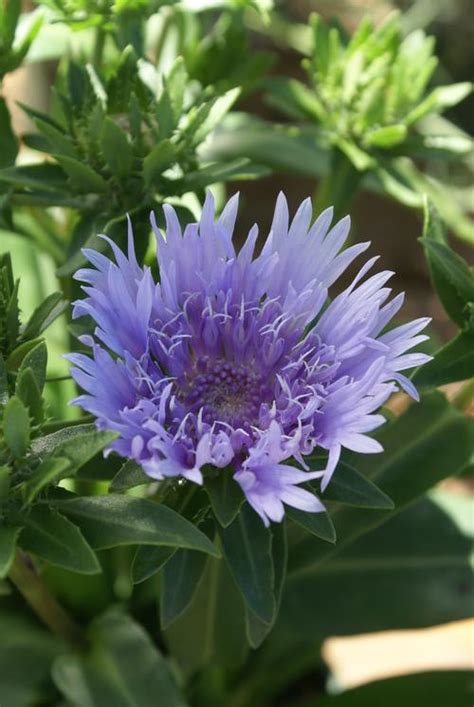 Stokes Aster Stokesia Laevis Klaus Jelitto From Growing Colors