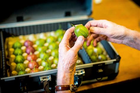 How To Grow A Giant Gooseberry And Other Top Tips From The 219th Egton