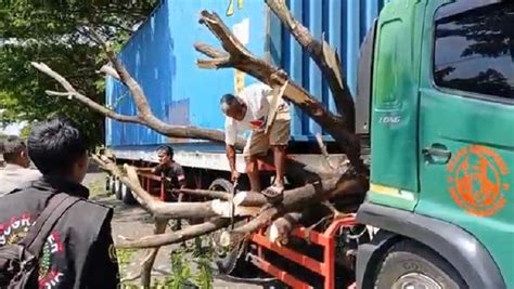 Pohon Tumbang Timpa Truk Kontainer Di Pantura Cirebon Jalur Ke Jakarta