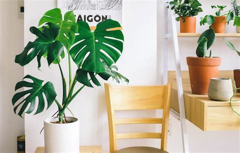 Top 5 Best Self Watering Pots For Indoor Plants: A Comprehensive Review