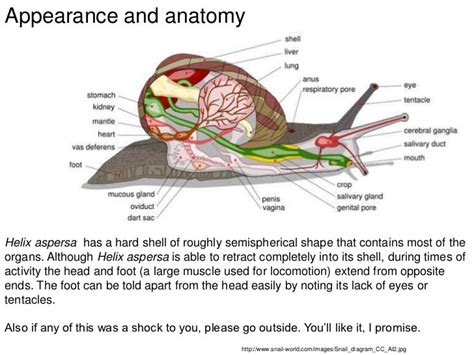 Helix Anatomy - Anatomical Charts & Posters