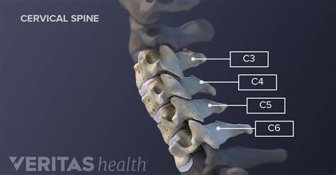 Cervical Vertebrae