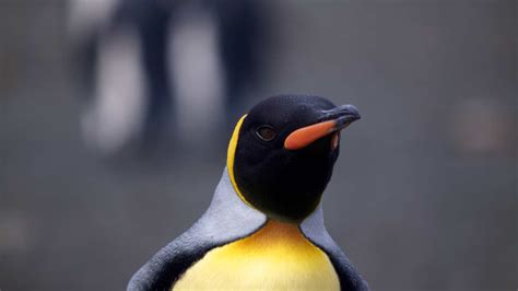 King Penguin: Aptenodytes patagonica