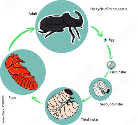 Rhino Beetle Life Cycle - Citas Romanticas Para Adultos En Santiago De ...