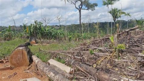 Desmatamento em áreas protegidas cai quase quatro vezes na Amazônia em