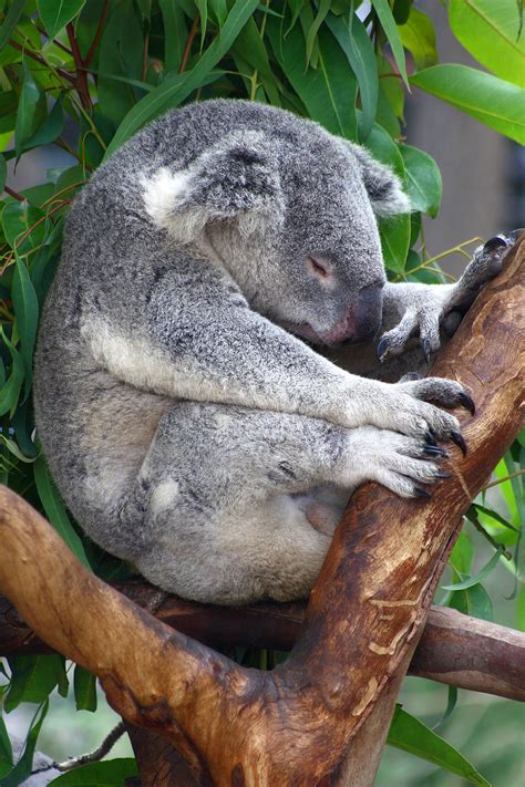 File:Sa-sleeping-koala.JPG - Wikimedia Commons