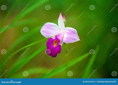 Bamboo Orchid Arundina Graminifolia Stock Image Image Of Colours