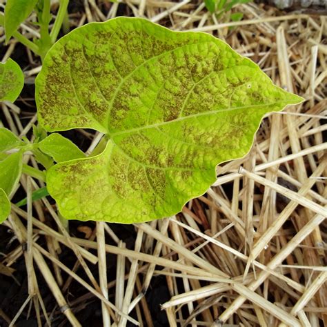 What's causing brown spots on my bush beans? - Cooperative Extension ...