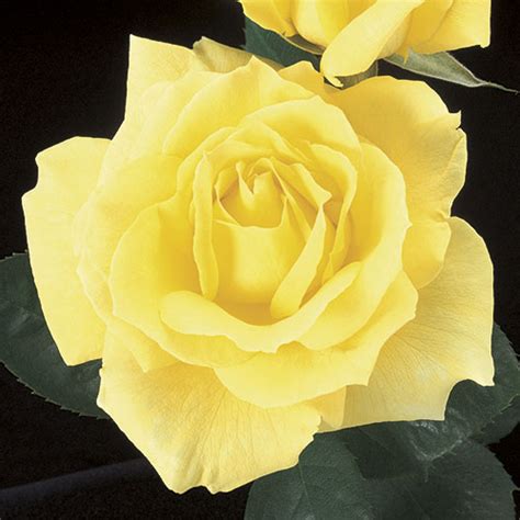 Mellow Yellow | Hybrid Tea Rose