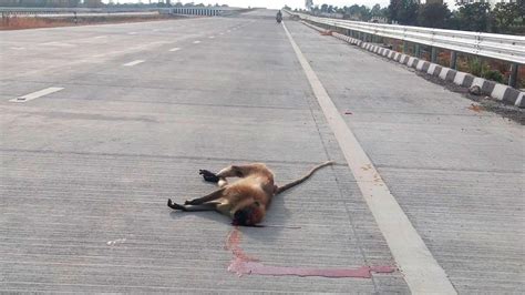 Samruddhi Mahamargs First Casualties Langur And Blackbuck