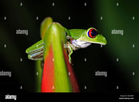 Frog Corcovado Fotos Und Bildmaterial In Hoher Aufl Sung Alamy