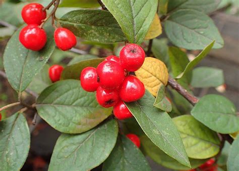 Hollyberry Cotoneaster Cotoneaster Bullatus Growing Guides