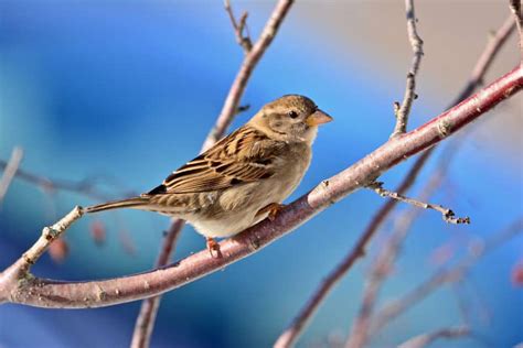 10 Most Common Birds Of North America – North American Nature