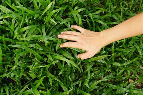 Human Hand Touching Grass Concept Of Saving The World 7286388 Stock