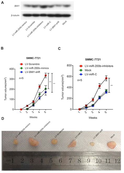 Figure S10 The Effect Of Mir 200b Bmi1 On Tumor Growth Of Smmc 7721 Download Scientific