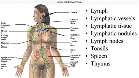 Ap Chapters Lymphatic System Flashcards Quizlet