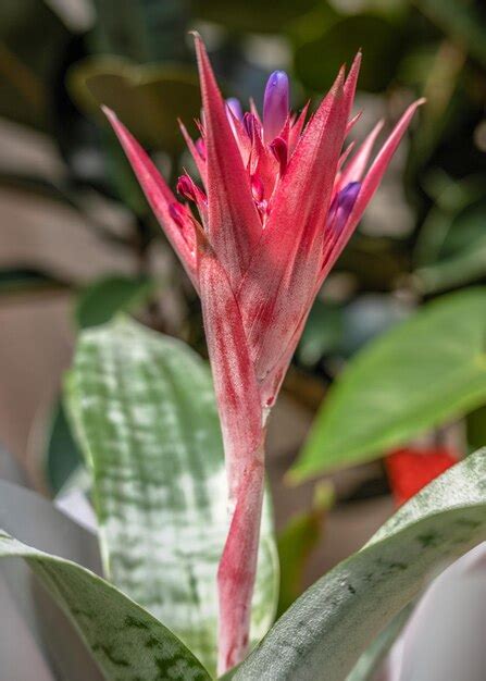 Premium Photo Pink Aechmea Flower On Green Leaves Background