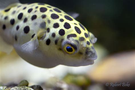 Green Spotted Puffer | Akvaristika i teraristika