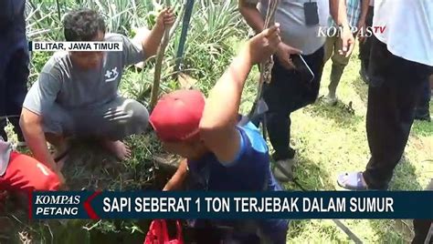 Proses Evakuasi Sapi Yang Terjebak Di Dalam Sumur Sedalam Meter