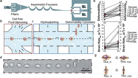 Figure 3 From Pinched Flow Hydrodynamic Stretching Of Single Cells