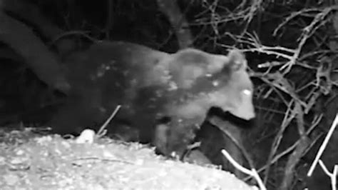 Straordinario Video Notturno Mostra I Due Cuccioli Dell Orsa Amarena