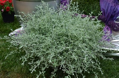 Helichrysum petiolare 'Silver Star' Licorice Plant | Garden Center ...