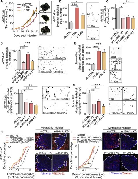 Convergent Multi MiRNA Targeting Of ApoE Drives LRP1 LRP8 Dependent