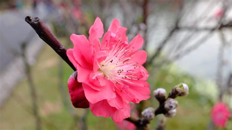 spring blossoms  behance