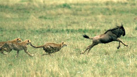 Maasai Mara Safari Overcrowding Stresses Kenyan Wildlife BBC News