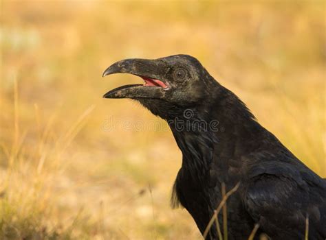 Closeup of a Common Raven stock image. Image of birds - 99005273