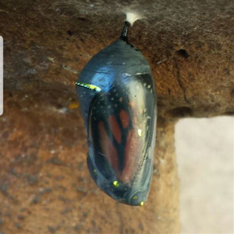 Monarch butterfly cocoon. : r/Butterflies