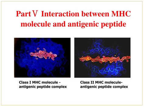 Ppt Chapter Major Histocompatibility Complex Mhc Powerpoint