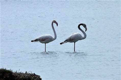 Flamenco N Flamenko Handia Phoenicopterus Roseus Flickr