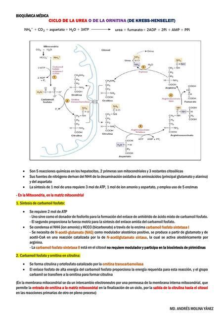 Esquema Ciclo De La Urea Udocz Hot Sex Picture