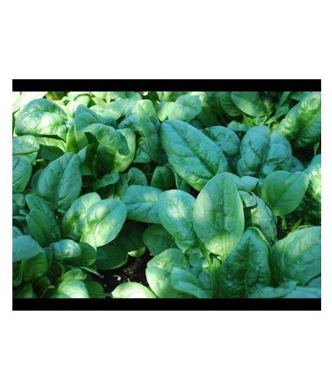 Seed F1 Hybrid Palak Spinach Seeds Live Green Buy Seed F1 Hybrid