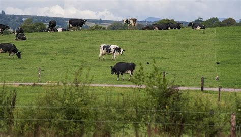 Grassland Grazing Advice Setting Up The Farm For Profitable Milk