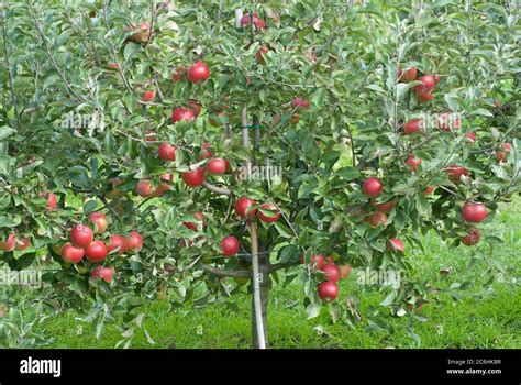 Zwerg Apfel Malus Domestica Mini Cox Dwarf Apple Malus Domestica Mini