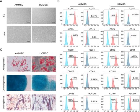 Biological Characterization Of Ammscs And Ucmscs Originating From The