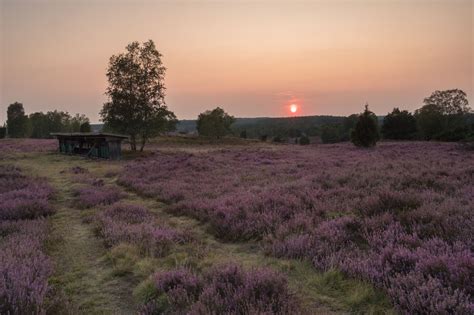 Beehive, Wilseder Berg, Germany