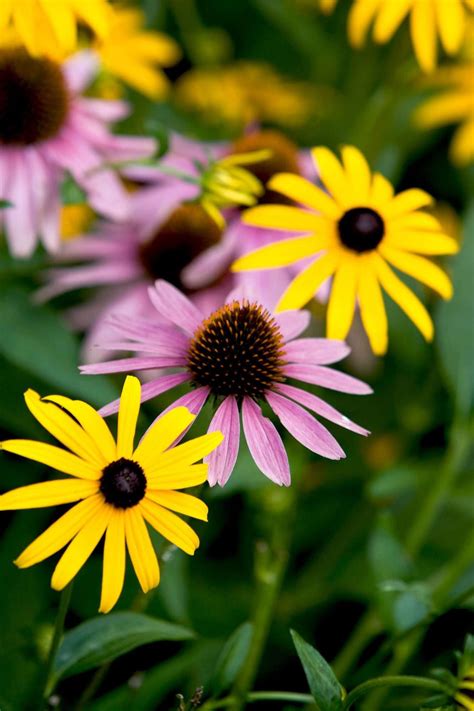 24 Perennial Planting Combinations That Look Stunning Together Artofit