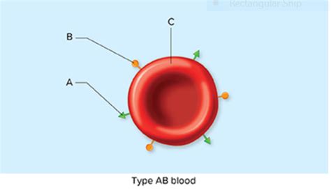 Blood Type, Antigens, and Antibodies Type AB Diagram | Quizlet