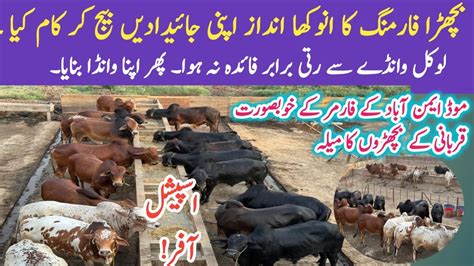 Bismellah Cattle Bachra Farming Gujranwala In Pakistan Youtube