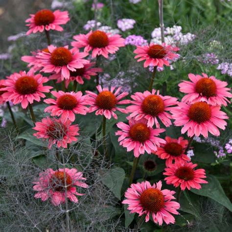 Echinacea Coral Craze Farmfield Greenhouses Carl Broggi Hwy