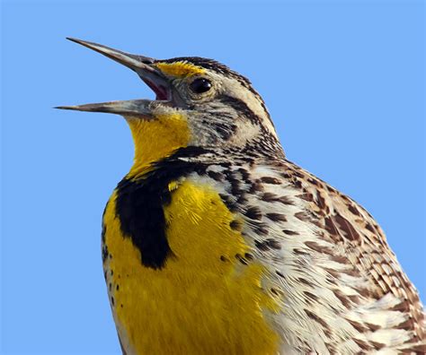 Wild About Birds Backyard Birds Western Meadowlark