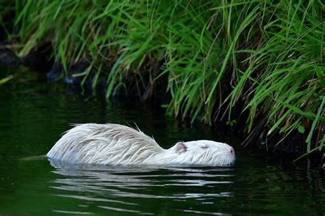 Nutriaalbino Forum Für Naturfotografen